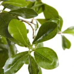 6’ Black Olive Silk Tree -Artificial Flowers Sale artificial 6 black olive silk tree nearly natural 984086