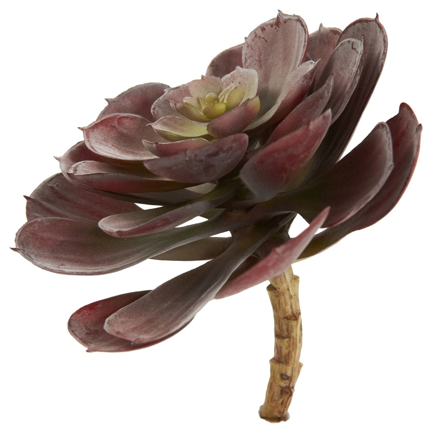6” Echeveria Succulent (Set Of 12) 6 6” Echeveria Succulent (Set Of 12) - Image 4