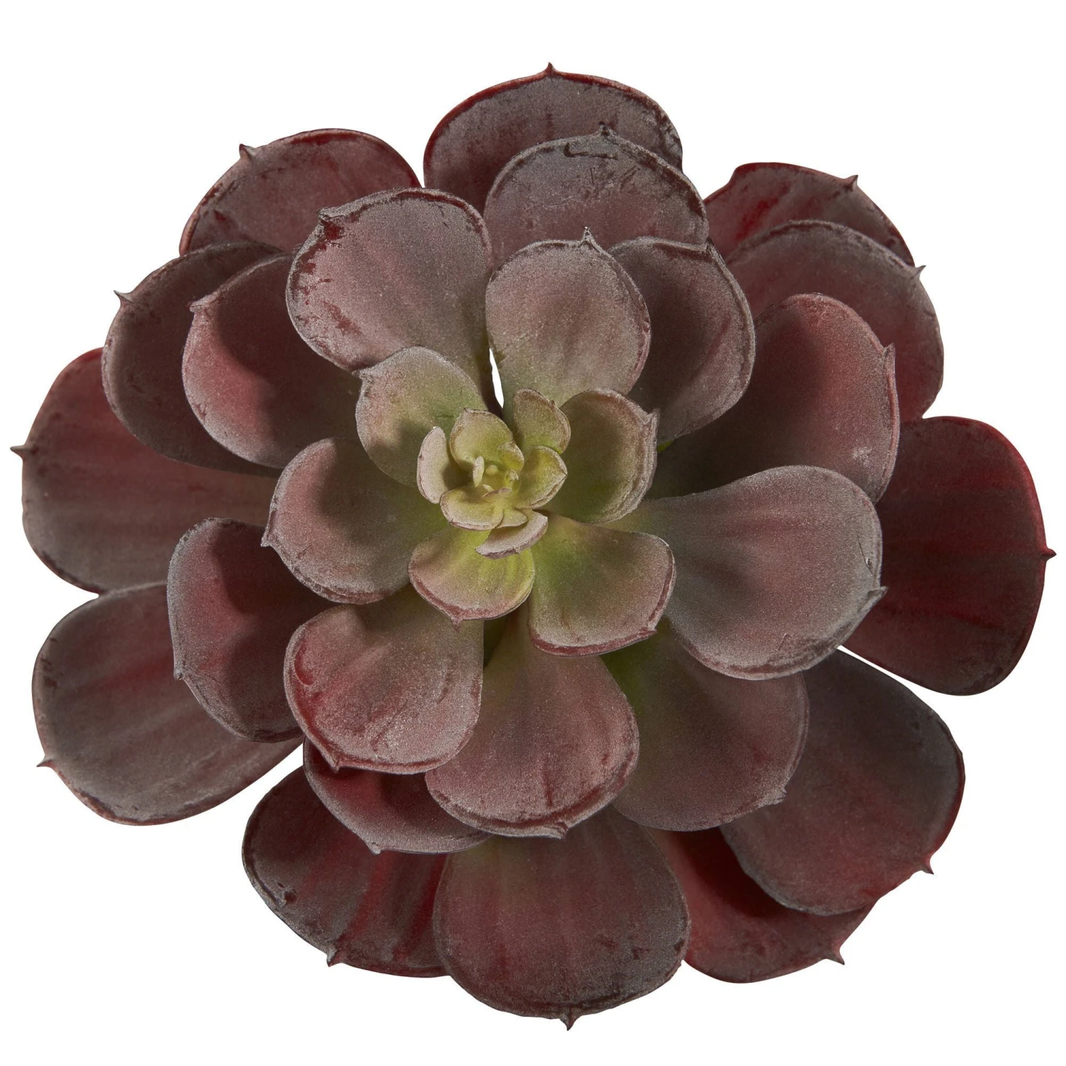 6” Echeveria Succulent (Set Of 12) 5 6” Echeveria Succulent (Set Of 12) - Image 3