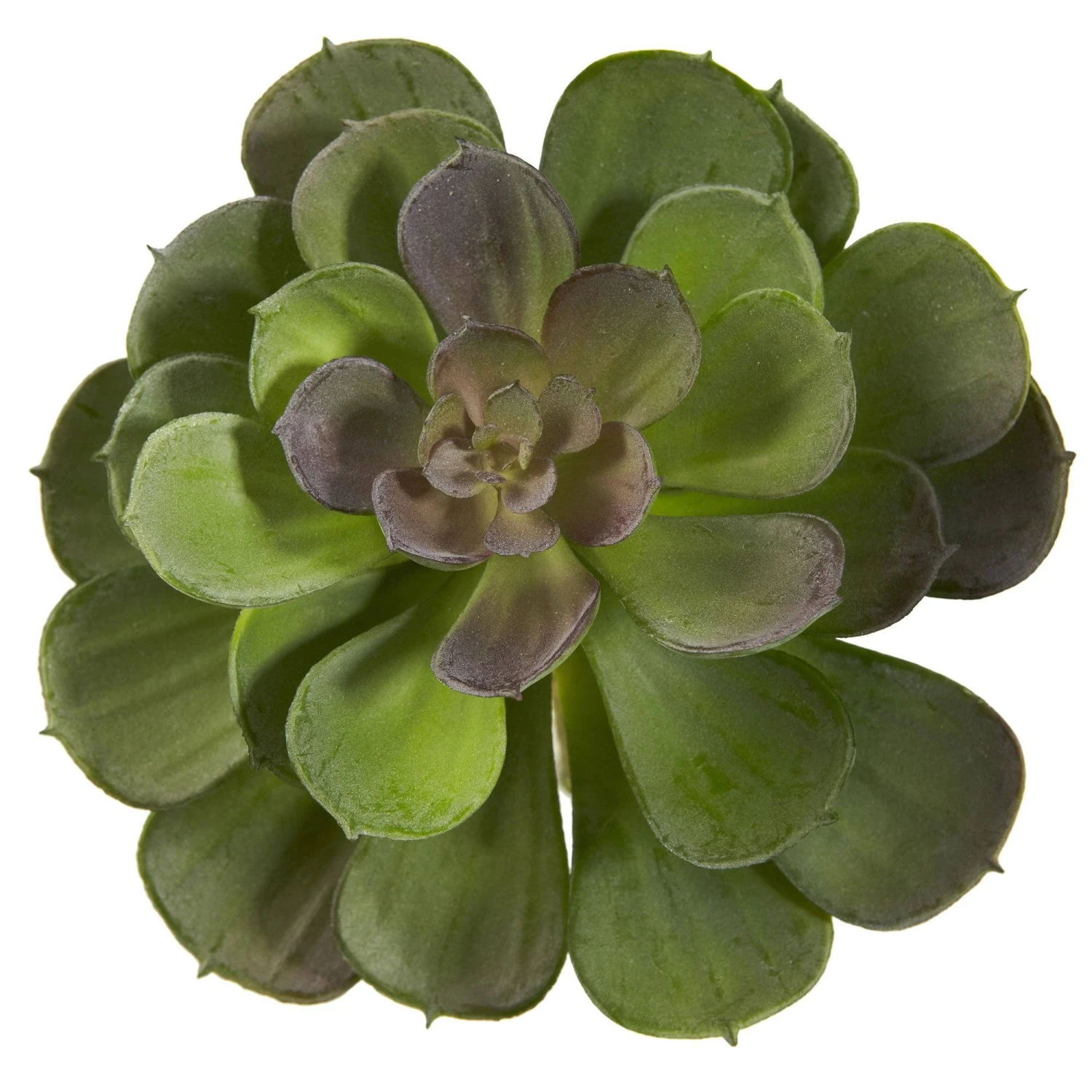 6” Echeveria Succulent (Set Of 12) 10 6” Echeveria Succulent (Set Of 12) - Image 8