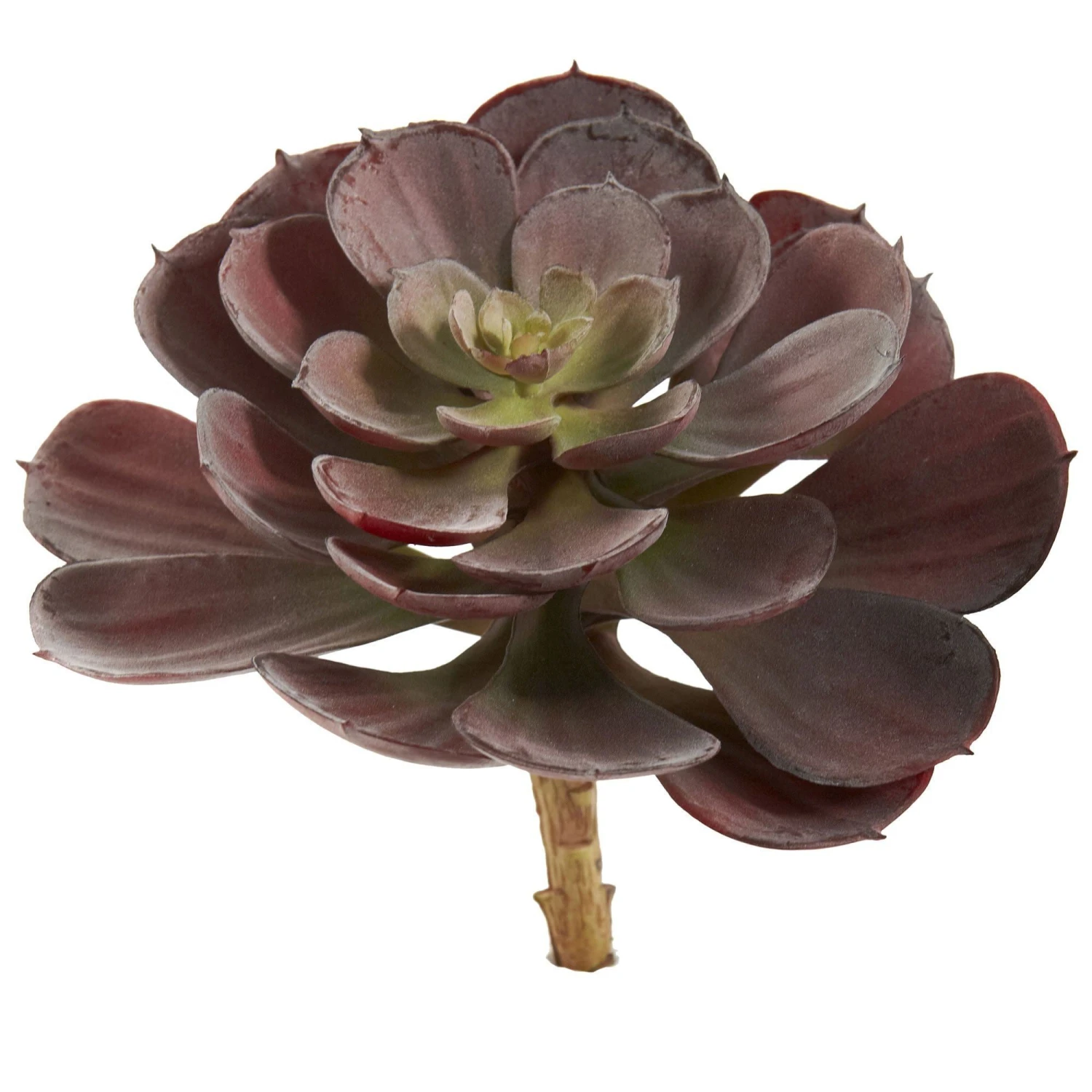 6” Echeveria Succulent (Set Of 12) 4 6” Echeveria Succulent (Set Of 12) - Image 2