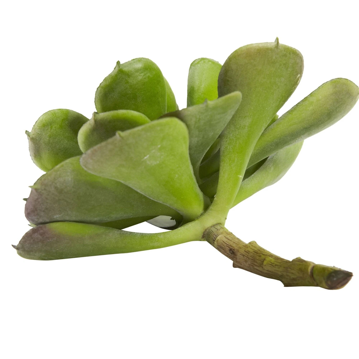 6” Echeveria Succulent (Set Of 12) 12 6” Echeveria Succulent (Set Of 12) - Image 10