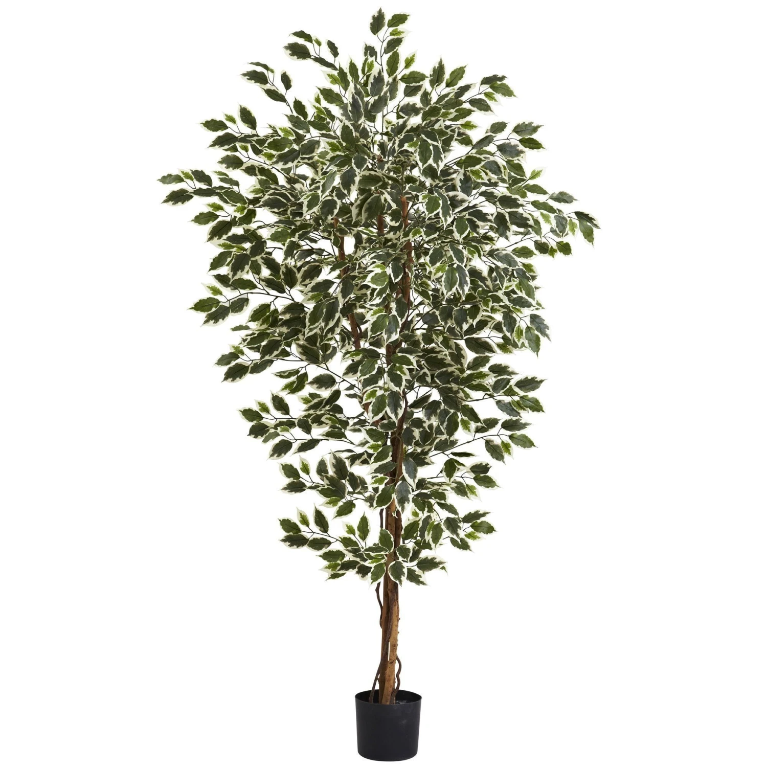 6' Hawaiian Ficus Tree 3 6' Hawaiian Ficus Tree