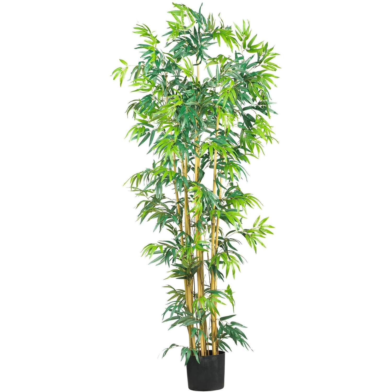 6' Multi Bambusa Bamboo Silk Tree 3 6' Multi Bambusa Bamboo Silk Tree