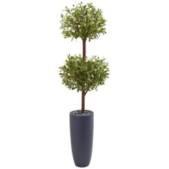 6’ Olive Double Tree In Gray Cylinder Planter