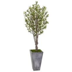 6’ Olive Tree In Stone Planter
