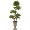 6’ Pittosporum Artificial Tree In Urn UV Resistant (Indoor/Outdoor) 2 6’ Pittosporum Artificial Tree In Urn UV Resistant (Indoor/Outdoor) -Artificial Flowers Sale artificial 6 pittosporum artificial tree in urn uv resistant indooroutdoor nearly natural 491197