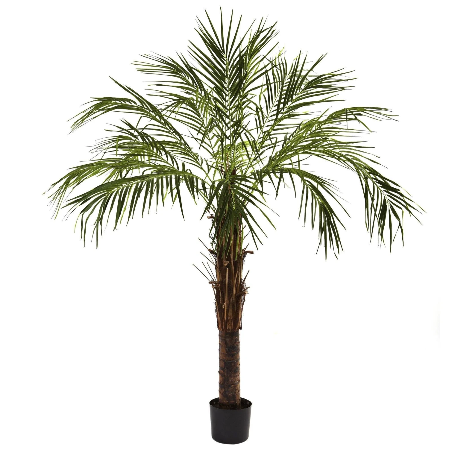 6’ Robellini Palm Tree 3 6’ Robellini Palm Tree