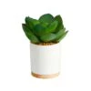 6” Succulent Artificial Plant In White Ceramic Planter 1 6” Succulent Artificial Plant In White Ceramic Planter -Artificial Flowers Sale artificial 6 succulent artificial plant in white ceramic planter nearly natural 282201