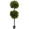 6’ Sweet Bay Double Ball Topiary