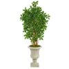 63” Black Olive Artificial Tree In Sand Finished Urn 2 63” Black Olive Artificial Tree In Sand Finished Urn -Artificial Flowers Sale artificial 63 black olive artificial tree in sand finished urn nearly natural 705494