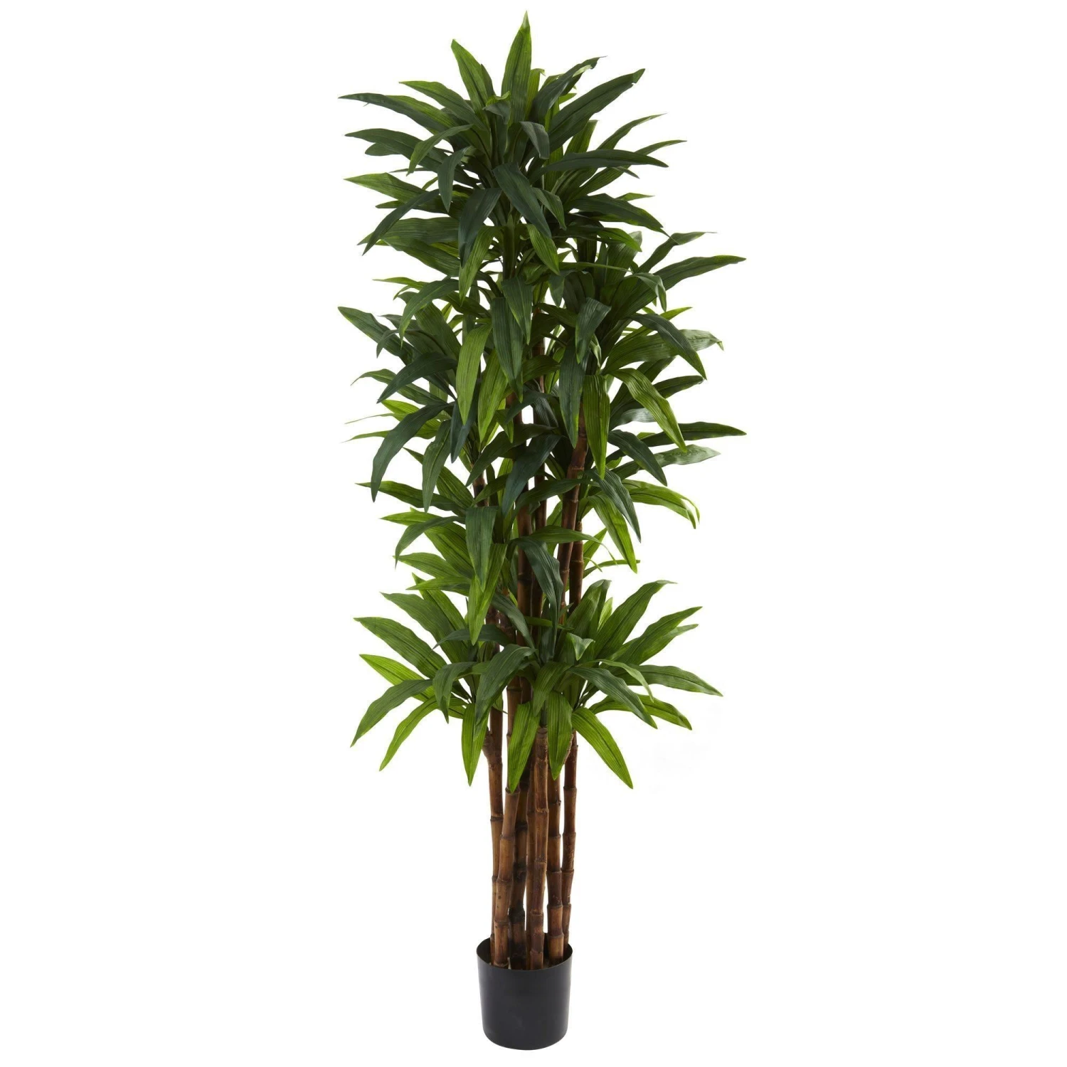 6.5’ Dracaena Tree 3 6.5’ Dracaena Tree