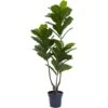 65” Fiddle Leaf Tree UV Resistant (Indoor/Outdoor) 1 65” Fiddle Leaf Tree UV Resistant (Indoor/Outdoor) -Artificial Flowers Sale artificial 65 fiddle leaf tree uv resistant indooroutdoor nearly natural 962379