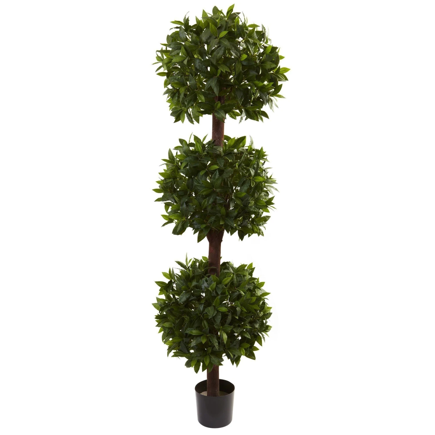 6.5’ Sweet Bay Triple Ball Topiary 3 6.5’ Sweet Bay Triple Ball Topiary
