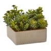 7” Mixed Succulent Artificial Plant With Decorative Planter 1 7” Mixed Succulent Artificial Plant With Decorative Planter -Artificial Flowers Sale artificial 7 mixed succulent artificial plant with decorative planter nearly natural 325730