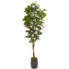 88” Fig Artificial Tree In Ribbed Metal Planter