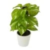 9” Artificial Pothos Plant In White Planter (Real Touch) 1 9” Artificial Pothos Plant In White Planter (Real Touch) -Artificial Flowers Sale artificial 9 pothos artificial plant in white planter real touch nearly natural 831259