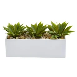 Agave Succulent In Rectangular Planter