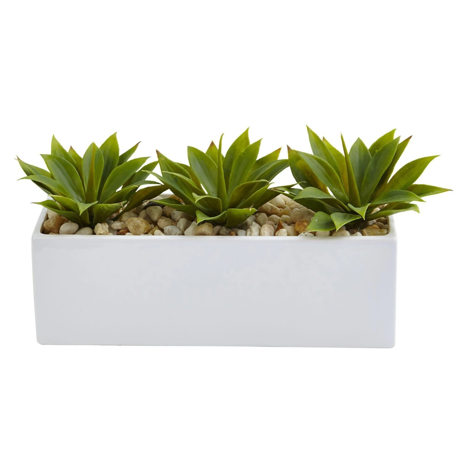 Agave Succulent In Rectangular Planter 3 Agave Succulent In Rectangular Planter