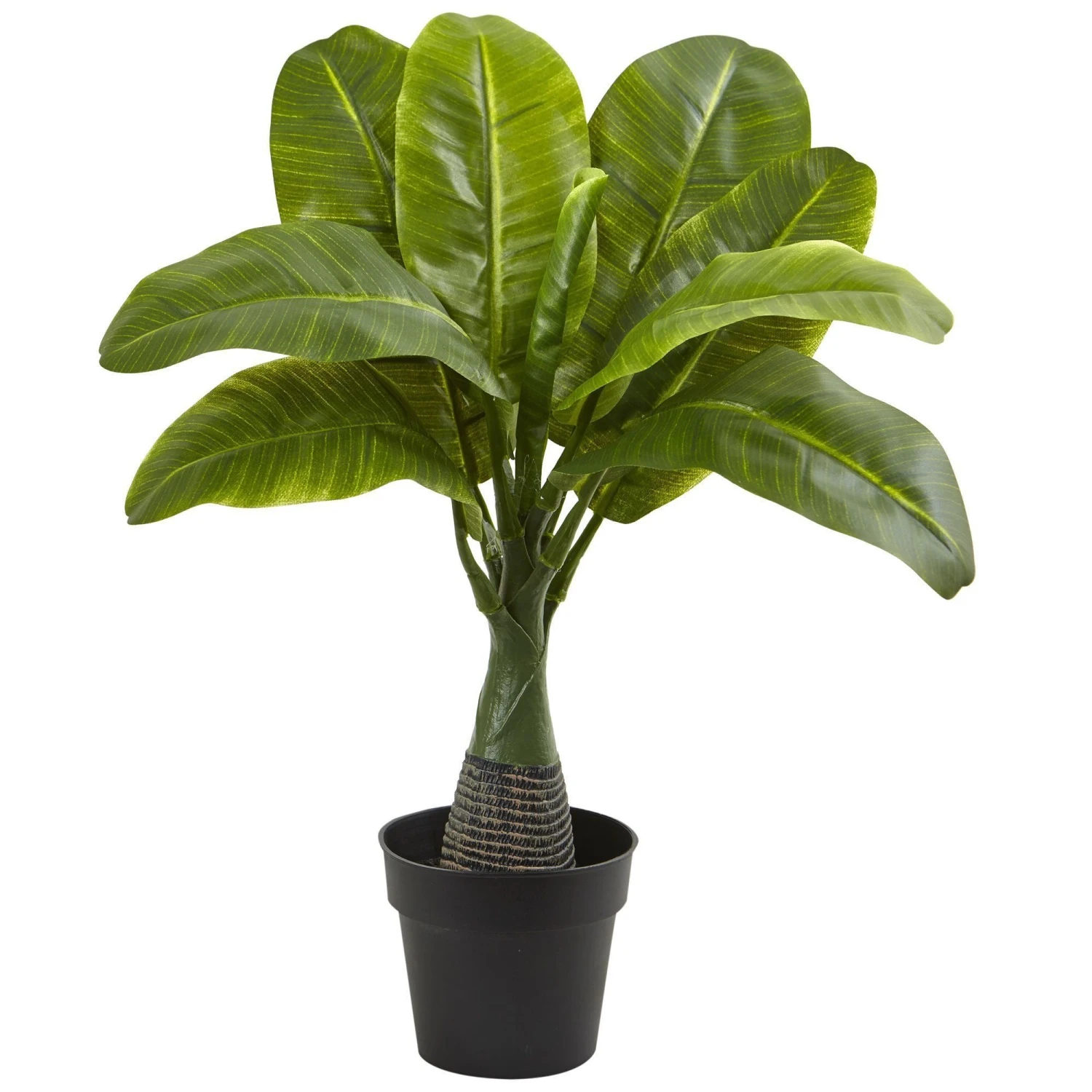 Areca, Fountain & Banana Palm (Set Of 3) 5 Areca, Fountain & Banana Palm (Set Of 3) - Image 3