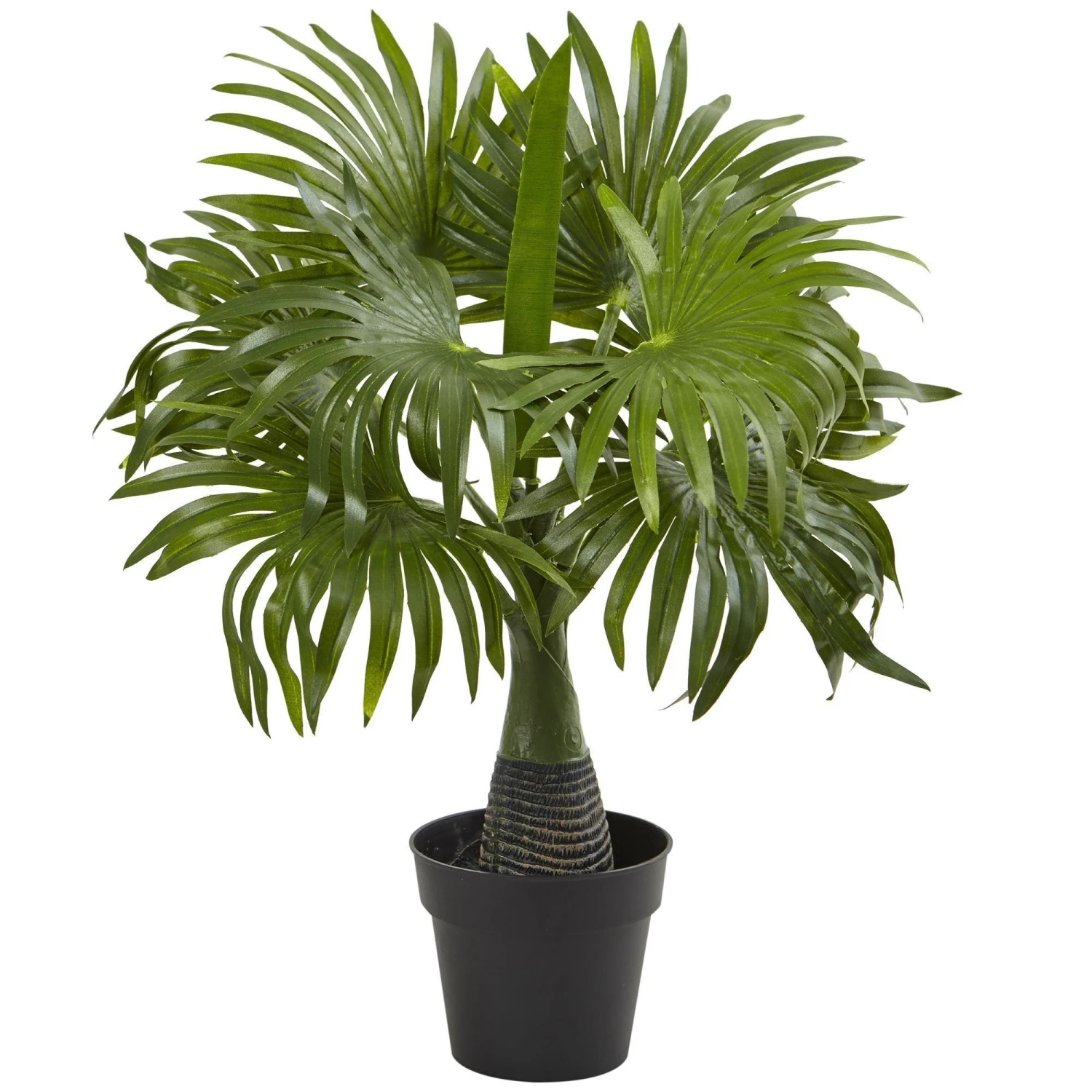 Areca, Fountain & Banana Palm (Set Of 3) 6 Areca, Fountain & Banana Palm (Set Of 3) - Image 4