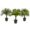 Areca, Fountain & Banana Palm (Set Of 3)
