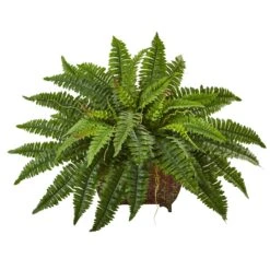 Boston Fern In Metallic Planter