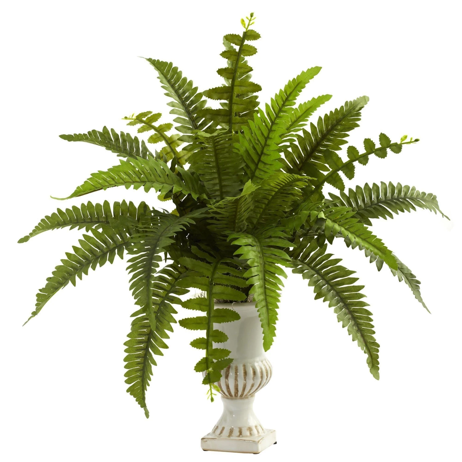Boston Fern W/Urn (Set Of 2) 4 Boston Fern W/Urn (Set Of 2) - Image 2