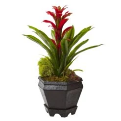 Bromeliad In Black Hexagon Planter