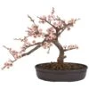 Cherry Blossom Bonsai Silk Tree -Artificial Flowers Sale artificial cherry blossom bonsai silk tree nearly natural 785398