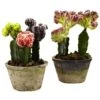 Colorful Cactus Gardens (Set Of 2) 2 Colorful Cactus Gardens (Set Of 2) -Artificial Flowers Sale artificial colorful cactus gardens set of 2 nearly natural 862005