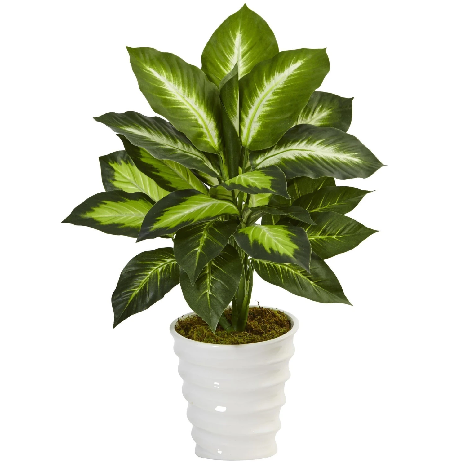 Dieffenbachia In Swirl Planter 3 Dieffenbachia In Swirl Planter