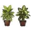 Dieffenbachia W/Wood Vase Silk Plant (Set Of 2) -Artificial Flowers Sale artificial dieffenbachia wwood vase silk plant set of 2 nearly natural assorted 101550