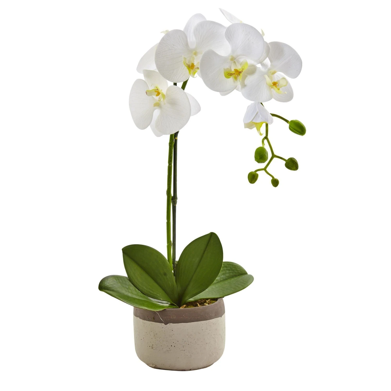 Phalaenopsis Orchid In Ceramic Pot 3 Phalaenopsis Orchid In Ceramic Pot