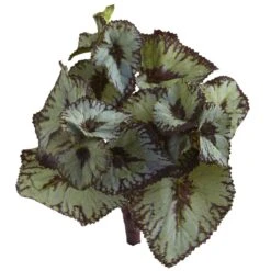 Rex Begonia Artificial Bush (Set Of 12) 7 Rex Begonia Artificial Bush (Set Of 12) -Artificial Flowers Sale artificial rex begonia artificial bush set of 12 nearly natural 271449