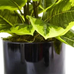 Rubber Plant In Glossy Cylinder (Real Touch) -Artificial Flowers Sale artificial rubber plant in glossy cylinder real touch nearly natural 658830