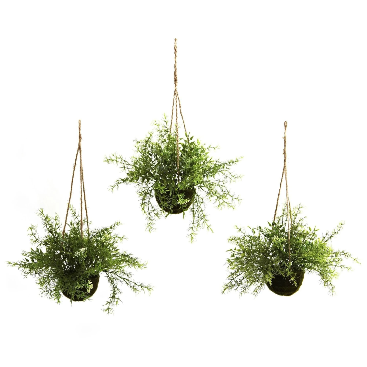 Ruscus, Sedum & Springeri Hanging Basket (Set Of 3) 3 Ruscus, Sedum & Springeri Hanging Basket (Set Of 3)