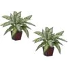 Silver Queen Silk Plant (Set Of 2) -Artificial Flowers Sale artificial silver queen silk plant set of 2 nearly natural 204442