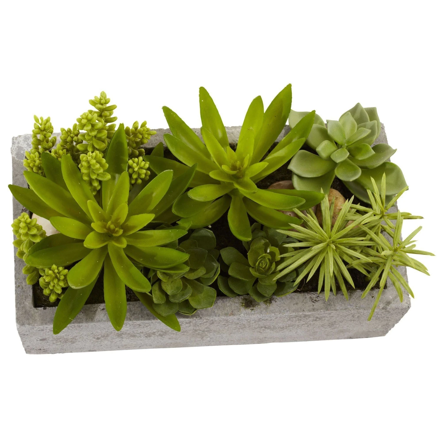 Succulent Garden W/Concrete Planter 4 Succulent Garden W/Concrete Planter - Image 2