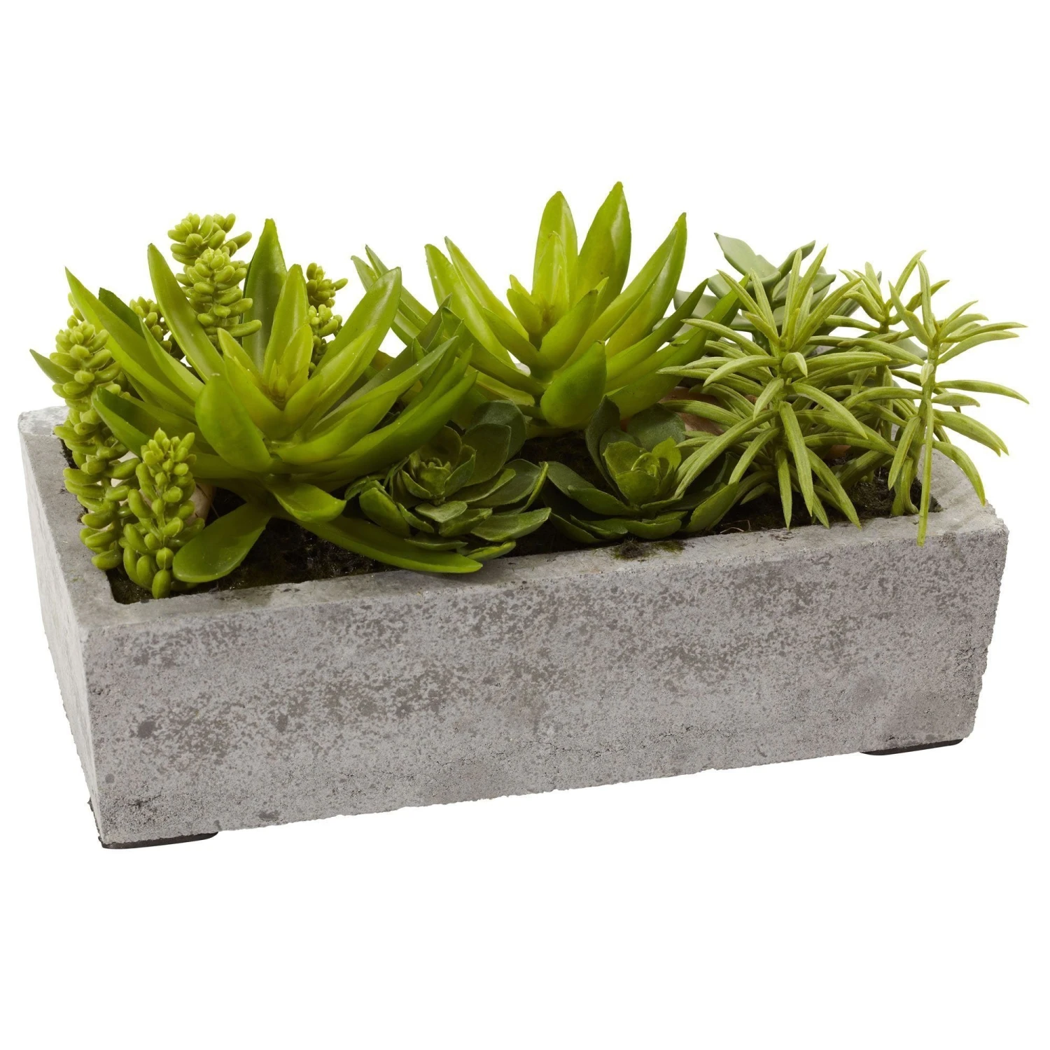 Succulent Garden W/Concrete Planter 5 Succulent Garden W/Concrete Planter - Image 3