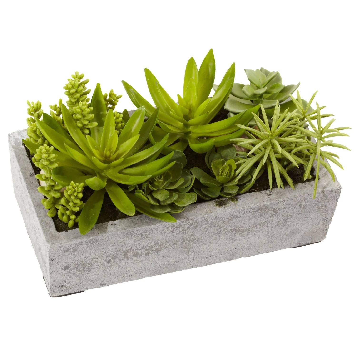 Succulent Garden W/Concrete Planter 3 Succulent Garden W/Concrete Planter